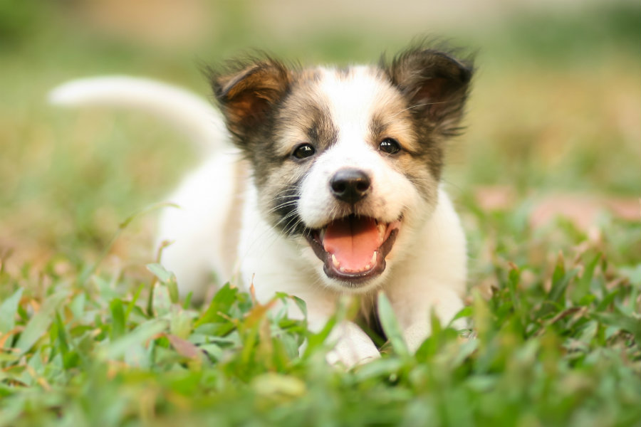 Beagle Puppies: Training and Care Tips